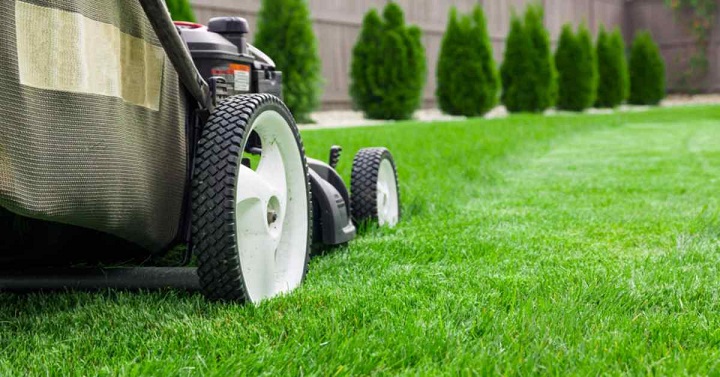Achieving a Lush Green Lawn: Essential Maintenance Tips