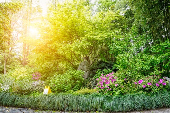 The Vital Importance of Trees in Garden Ecosystems