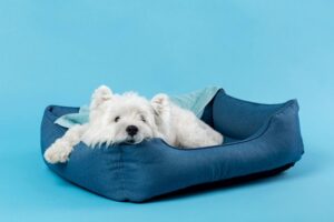 A Good Night's Sleep for Your Pup
